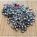 Chinese Black Watermelon Seeds in Big Size Bulk Price